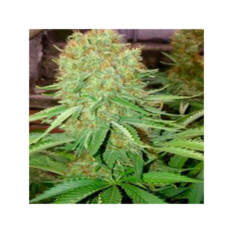 Cheesus Feminizada de Big Buddha Seeds