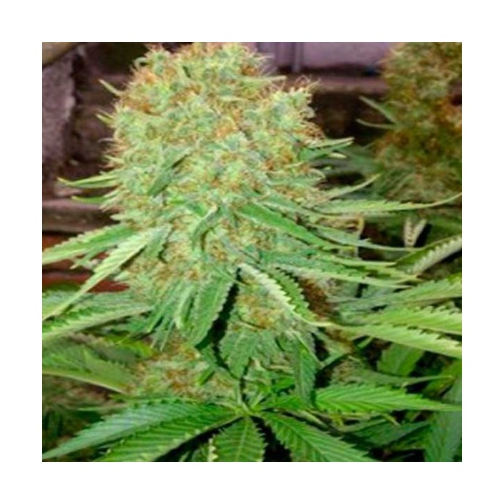 Cheesus Feminizada de Big Buddha Seeds