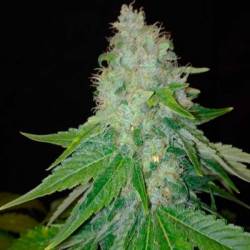 Cheesy Dick Feminizada de Big Buddha Seeds