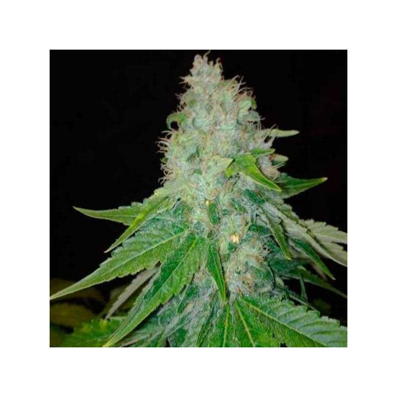 Cheesy Dick Feminizada de Big Buddha Seeds