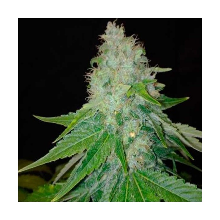 Cheesy Dick Feminizada de Big Buddha Seeds