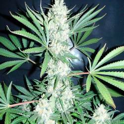 Chiesel Feminizada de Big Buddha Seeds