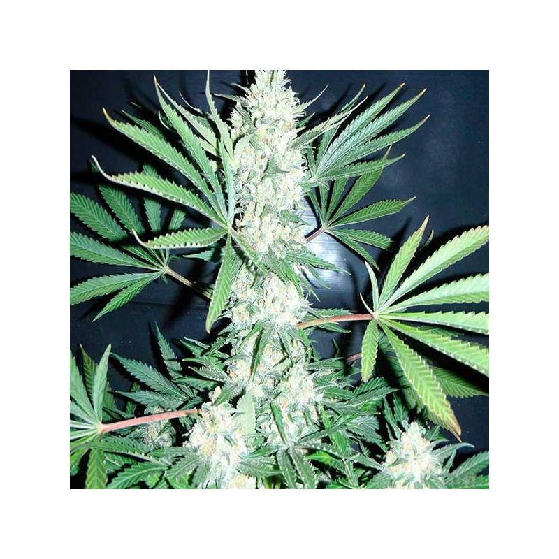 Chiesel Feminizada de Big Buddha Seeds