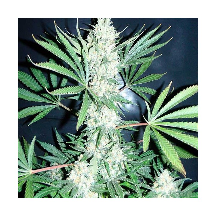 Chiesel Feminizada de Big Buddha Seeds