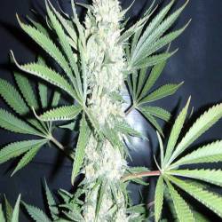 Chiesel Autofloreciente Feminizada de Big Buddha Seeds