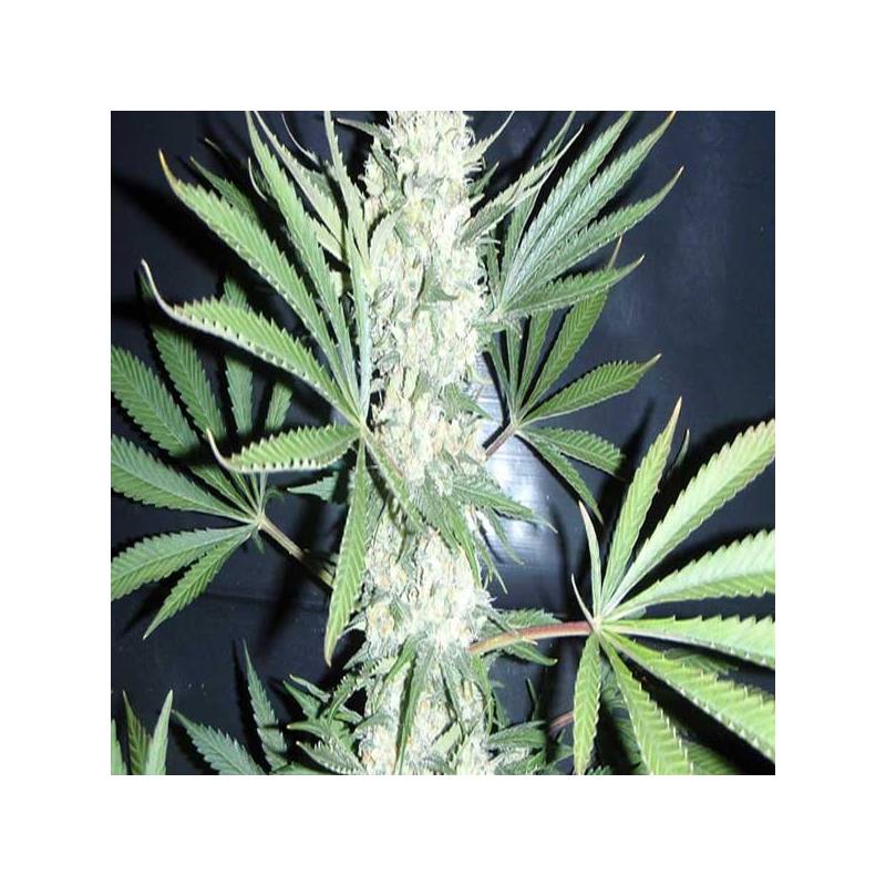 Chiesel Autofloreciente Feminizada de Big Buddha Seeds