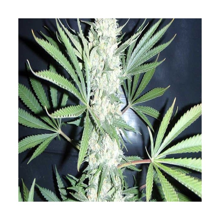 Chiesel Autofloreciente Feminizada de Big Buddha Seeds