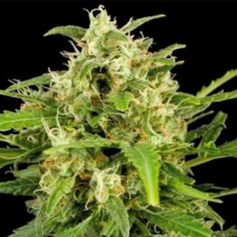Critical Mass Autofloreciente Feminizada de Big Buddha Seeds
