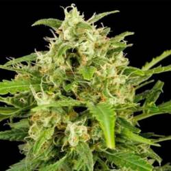 Critical Mass Autofloreciente Feminizada de Big Buddha Seeds