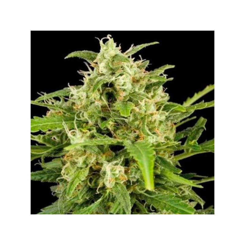 Critical Mass Autofloreciente Feminizada de Big Buddha Seeds