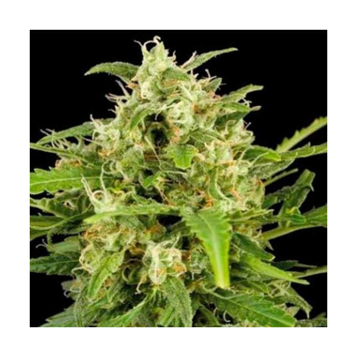 Critical Mass Autofloreciente Feminizada de Big Buddha Seeds