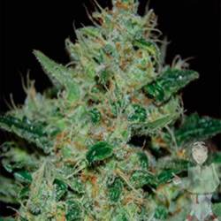 Freeze Cheese 89 Feminizada de Big Buddha Seeds