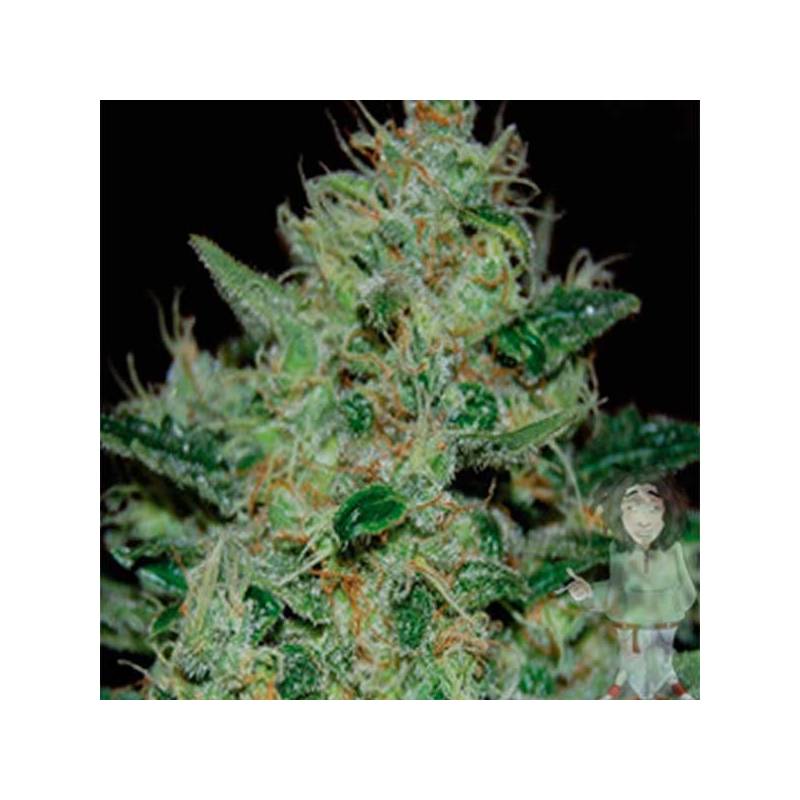 Freeze Cheese 89 Feminizada de Big Buddha Seeds