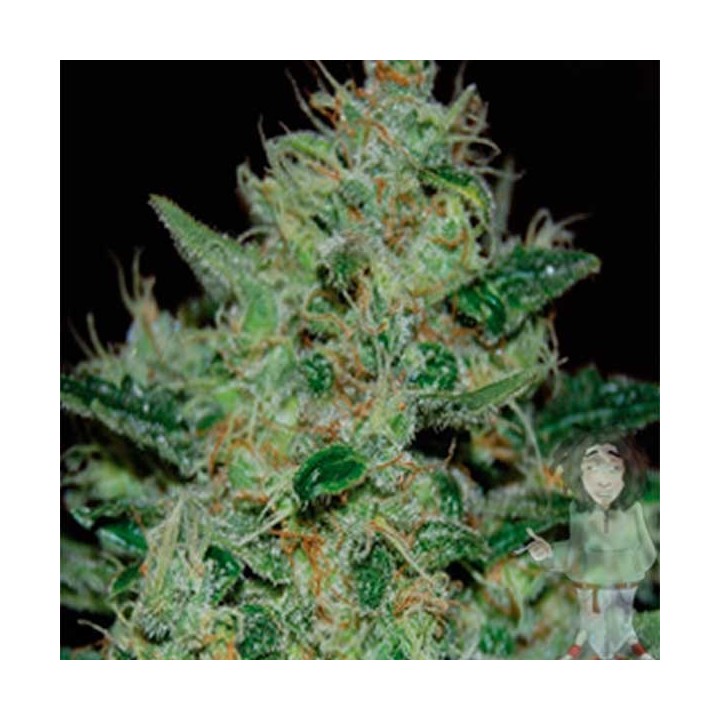Freeze Cheese 89 Feminizada de Big Buddha Seeds