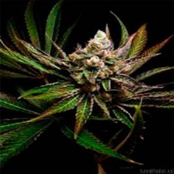 G-Bomb Feminizada de Big Buddha Seeds