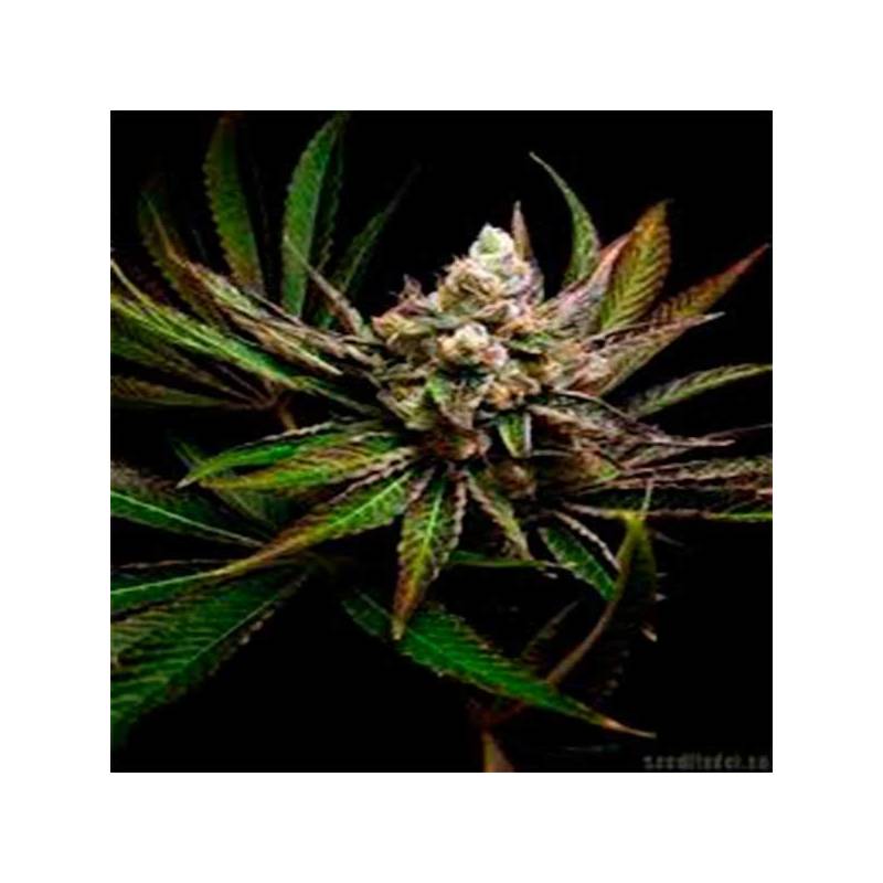 G-Bomb Feminizada de Big Buddha Seeds