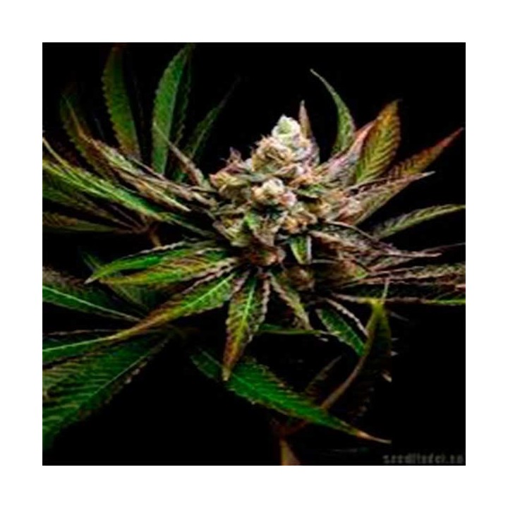 G-Bomb Feminizada de Big Buddha Seeds
