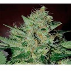 L.A. Cheese Feminizada de Big Buddha Seeds