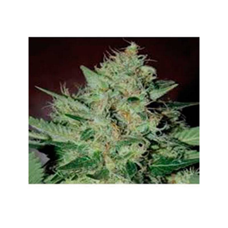 L.A. Cheese Feminizada de Big Buddha Seeds