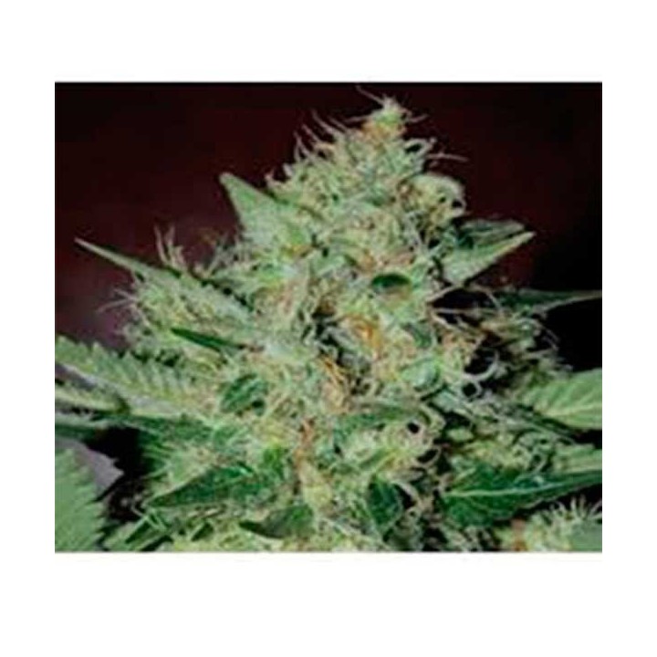 L.A. Cheese Feminizada de Big Buddha Seeds
