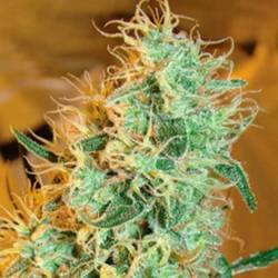 Silver Cheese Feminizada de Big Buddha Seeds