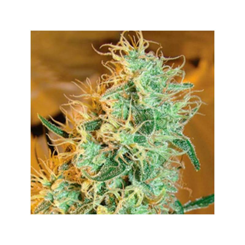 Silver Cheese Feminizada de Big Buddha Seeds