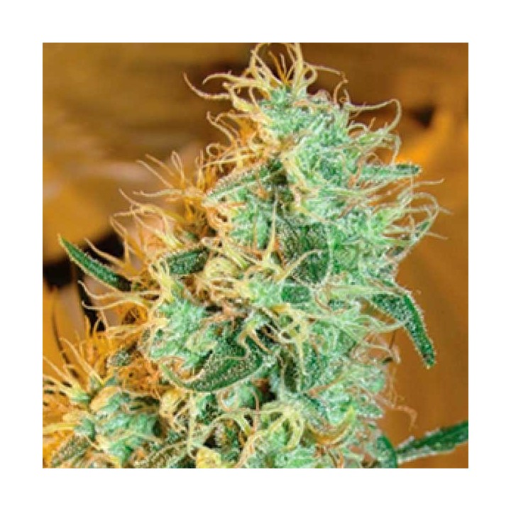 Silver Cheese Feminizada de Big Buddha Seeds
