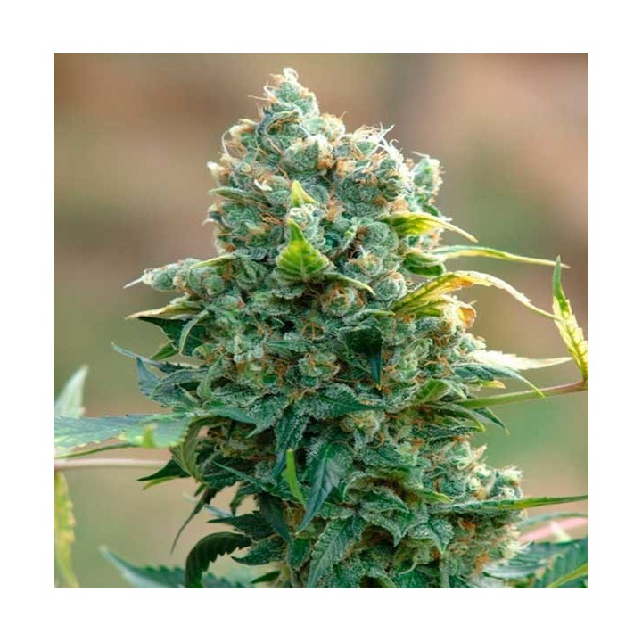 A.M.S Feminizada de Green House