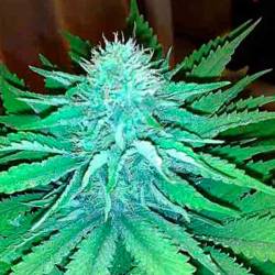 Arjan's Strawberry Haze Feminizada de Green House