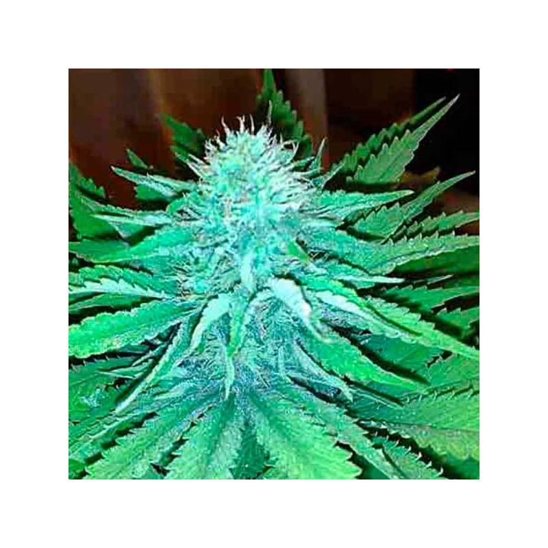 Arjan's Strawberry Haze Feminizada de Green House