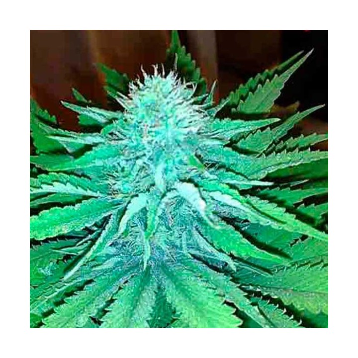 Arjan's Strawberry Haze Feminizada de Green House