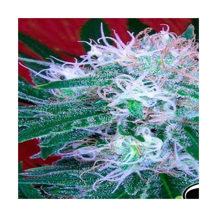 Bomb Autofloreciente Feminizada de Green House