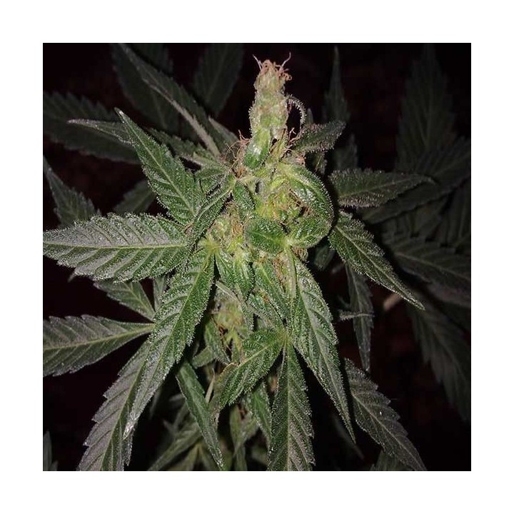 Big Bang Autofloreciente Feminizada de Green House