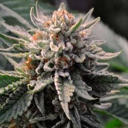 Bubba Kush Feminizada de Green House