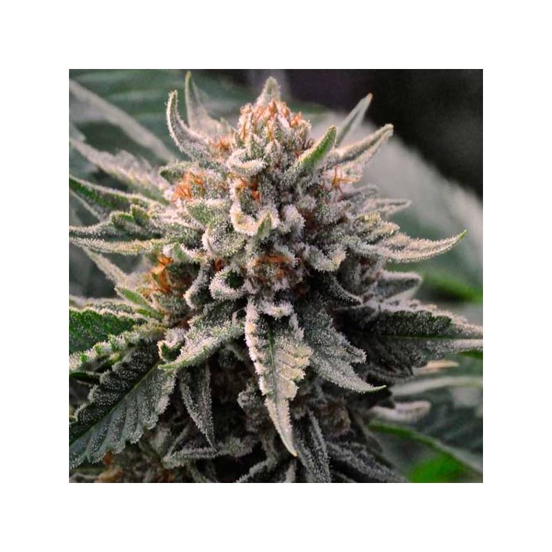 Bubba Kush Feminizada de Green House