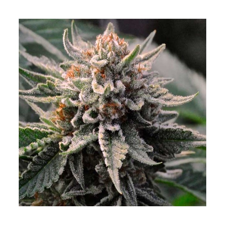 Bubba Kush Feminizada de Green House