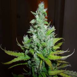 Exodus Cheese Feminizada de Green House