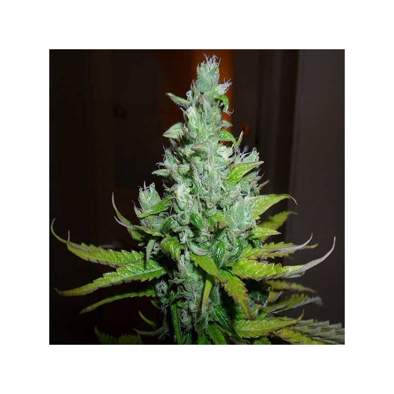 Exodus Cheese Feminizada de Green House