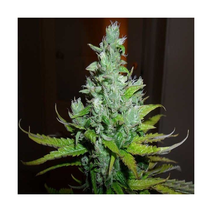 Exodus Cheese Feminizada de Green House