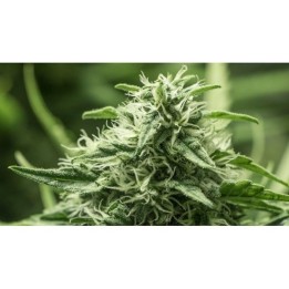 Black Dream Feminizada de Eva Seeds
