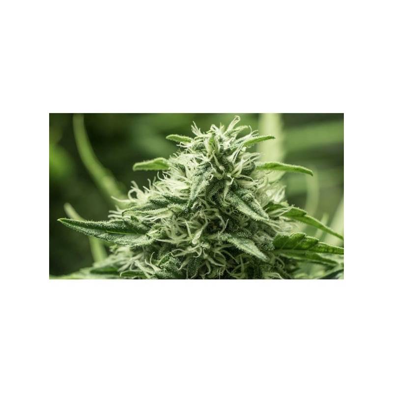 Black Dream Feminizada de Eva Seeds