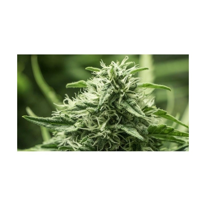 Black Dream Feminizada de Eva Seeds