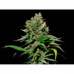 Excalibur Feminizada de Eva Seeds