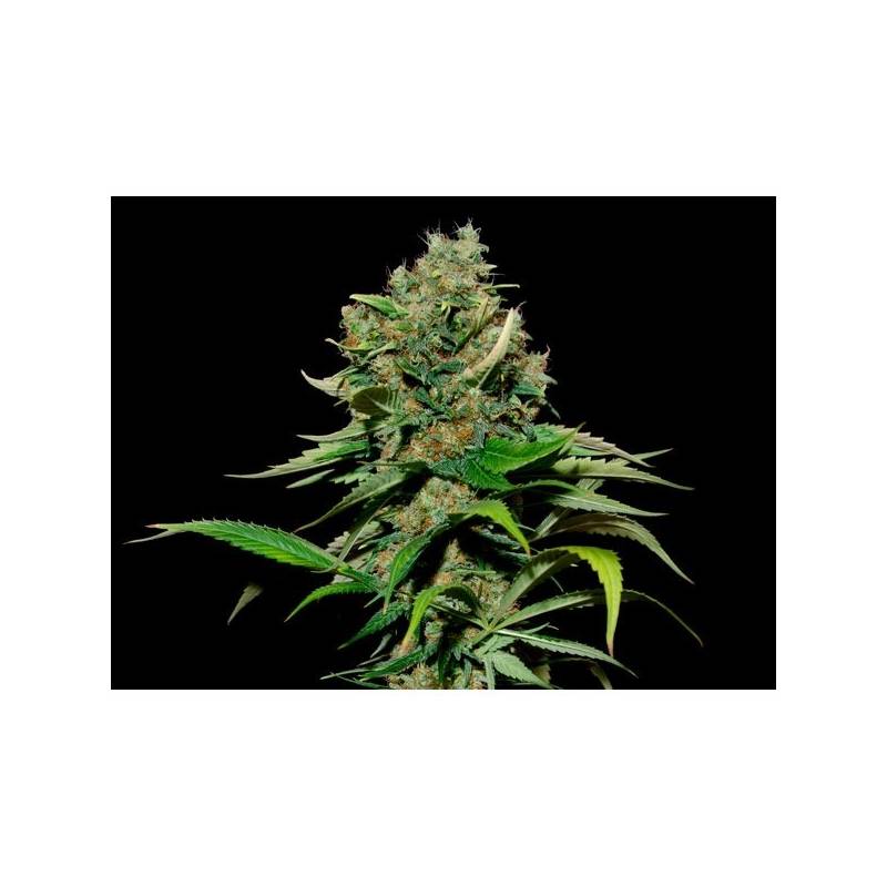 Excalibur Feminizada de Eva Seeds