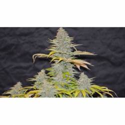 Furious Candy Feminizada de Eva Seeds