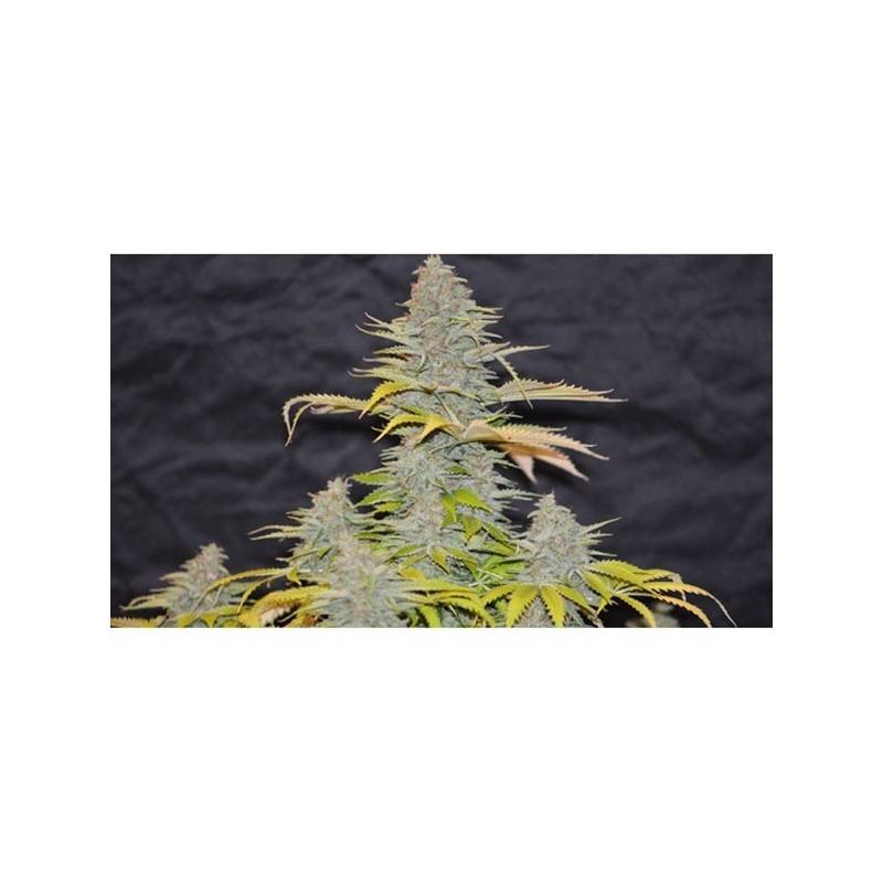 Furious Candy Feminizada de Eva Seeds