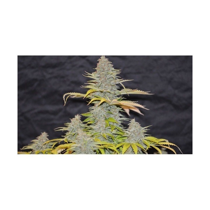 Furious Candy Feminizada de Eva Seeds