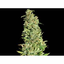 High Level Feminizada de Eva Seeds