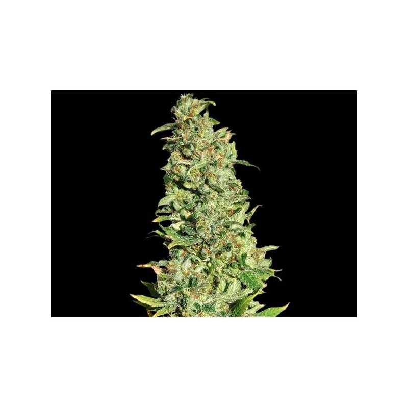 High Level Feminizada de Eva Seeds