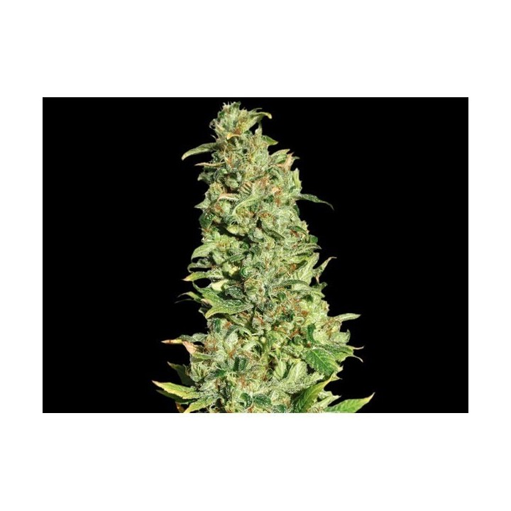High Level Feminizada de Eva Seeds